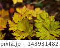 ゲラニウムの春の葉っぱ 143931482