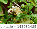 薄ピンクのボケの開花 143931485