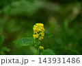 秋の山に咲くアキノキリンソウ 143931486