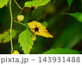 星形に開いたヤマブキの実 143931488