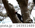 木に止まる早春のクマゲラ 143931489