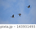 薄曇りの中を低く飛ぶマガン 143931493
