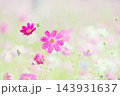 ふんわりコスモス 143931637