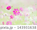 ふんわりコスモス 143931638