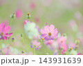ふんわりコスモス 143931639
