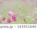 ふんわりコスモス 143931640