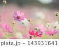 ふんわりコスモス 143931641