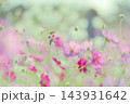 ふんわりコスモス 143931642