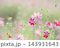 ふんわりコスモス 143931643