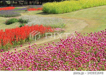 国営アルプスあづみの公園 オータムフラワーガーデン 国営アルプスあづみの公園 オータムフラワーガーデン 143931649