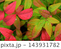 南天の紅葉した葉 143931782
