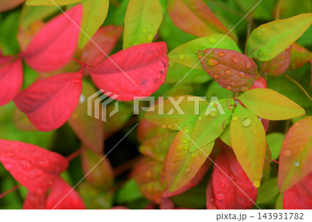 南天の紅葉した葉 南天の紅葉した葉 143931782