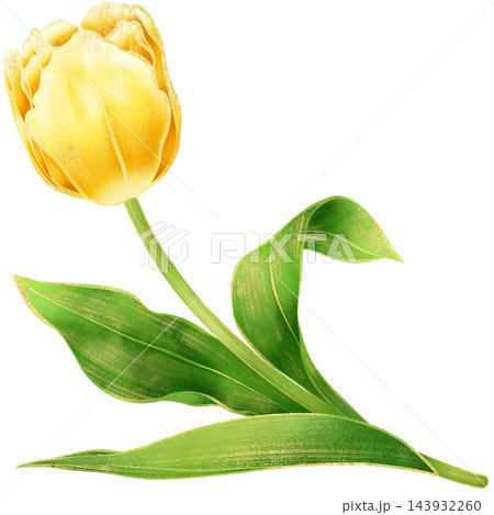 Realistic botanical watercolor illustration with luxury gold outline of gradient yellow tulip flower branch with green leaves growing on a transparent background	 143932260