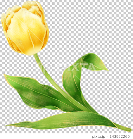Realistic botanical watercolor illustration with luxury gold outline of gradient yellow tulip flower branch with green leaves growing on a transparent background	 143932260