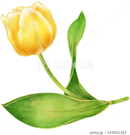 Realistic botanical watercolor illustration with luxury gold outline of gradient yellow tulip flower branch with green leaves growing on a transparent background	 143932261