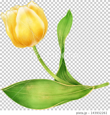Realistic botanical watercolor illustration with luxury gold outline of gradient yellow tulip flower branch with green leaves growing on a transparent background	 143932261