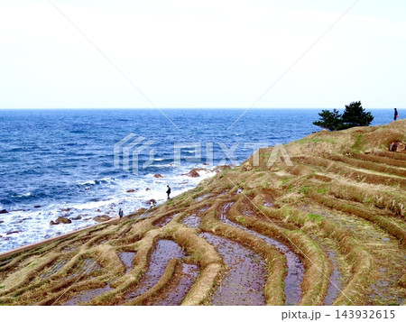 海に面した棚田能登半島白米の千枚田 海に面した棚田能登半島白米の千枚田 143932615