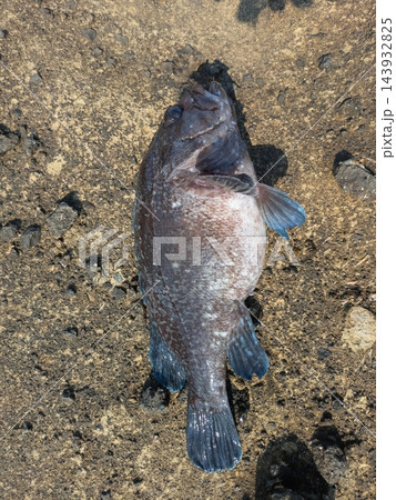 北海道の海釣りで釣れた新鮮でヒレの青が美しいクロソイ(根魚) 北海道の海釣りで釣れた新鮮でヒレの青が美しいクロソイ(根魚) 143932825