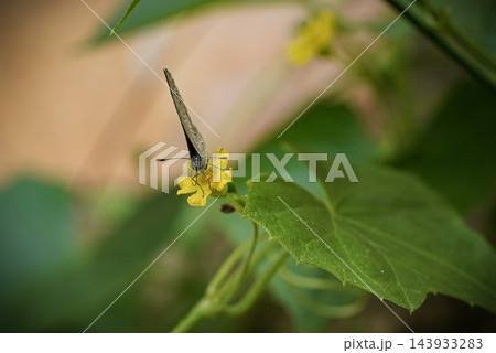 An intimate close-up reveals a beautiful butterfly with delicate wings and visible proboscis, feeding on the rich nectar of a small yellow flower, set against a soft, natural bokeh. 143933283