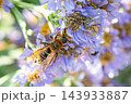 シオンの花に訪れたツチバチ 143933887
