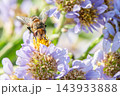 花の蜜や花粉が大好物のヤドリバエ 143933888