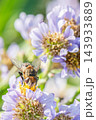 大好物の花の蜜や花粉を堪能しているヤドリバエ 143933889