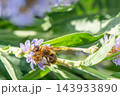花の蜜や花粉を食べるツチバチ 143933890