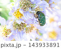 花に顔をうずめて食事中のハナムグリ 143933891