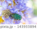 花粉や蜜が大好物な小さな甲虫コアオハナムグリ 143933894