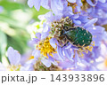 薄紫色のシオンの花へ訪れ花粉や蜜を食べるハナムグリ 143933896