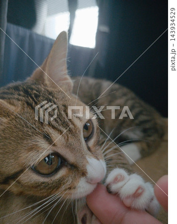 人の指にじゃれて甘噛みをする可愛いキジ白の子猫のクローズアップ 143934529