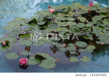 水面に浮かぶスイレンの花と緑の葉 水面に浮かぶスイレンの花と緑の葉 143935009