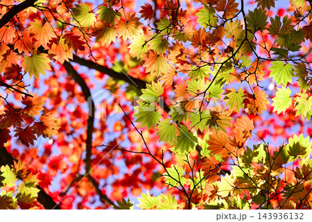 鮮やかな紅葉 鮮やかな紅葉 143936132