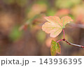 紅く色づいたヤブサンザシの葉 紅く色づいたヤブサンザシの葉 143936395