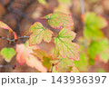 紅く色づいてきたヤブサンザシの葉 紅く色づいてきたヤブサンザシの葉 143936397