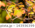 紅く色づいたヤブサンザシの葉 紅く色づいたヤブサンザシの葉 143936399