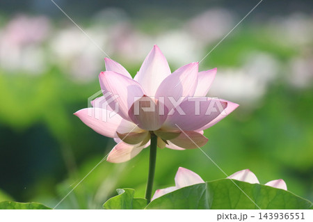 蓮の花 蓮の花 143936551