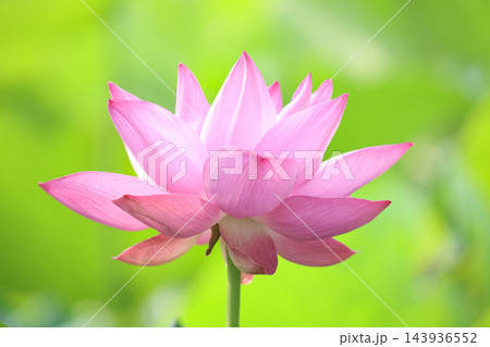 蓮の花 143936552