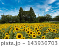 座間のひまわりとトトロの木 143936703