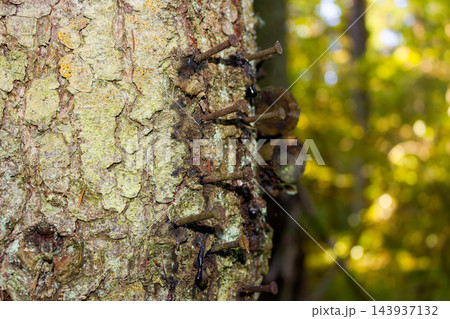 Rusty nails hammered into a textured spruce tree trunk causing sap leakage and tree damage, remnants of a destroyed forest shelter visible in a blurred woodland environment Rusty nails hammered into a textured spruce tree trunk causing sap leakage and tree damage, remnants of a destroyed forest shelter visible in a blurred woodland environment 143937132