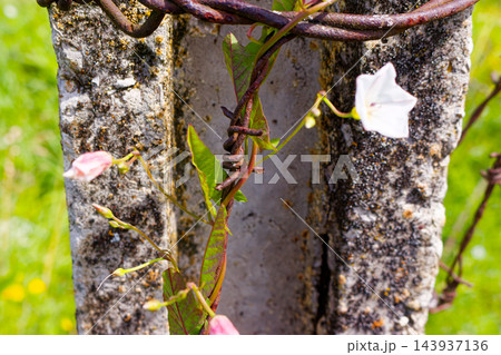 Wild bindweed vines gracefully entwine around rusted barbed wire and weathered concrete post, symbolizing the triumph of nature and resilient freedom over man-made barriers in the meadow 143937136