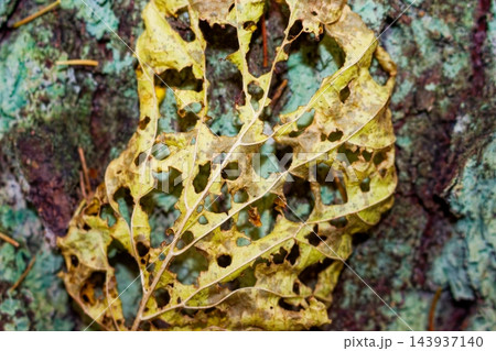Dry yellow leaf with complex lace pattern of holes decaying on weathered tree bark surface in autumn forest, organic texture closeup macro shot Dry yellow leaf with complex lace pattern of holes decaying on weathered tree bark surface in autumn forest, organic texture closeup macro shot 143937140