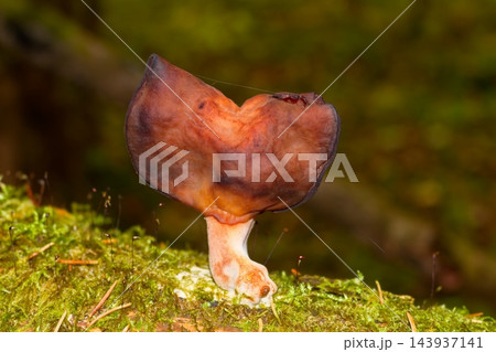 Gyromitra infula mushroom with a wavy cap, known as the hooded false morel, growing on a mossy fallen log in an autumn forest landscape during the October season Gyromitra infula mushroom with a wavy cap, known as the hooded false morel, growing on a mossy fallen log in an autumn forest landscape during the October season 143937141