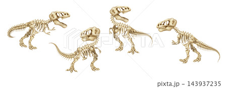 Watercolor tyrannosaurus rex dinosaur skeleton and fossils set, featuring prehistoric T-rex bones and anatomy poses for scientific and educational design. Transparent background illustration 143937235