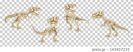 Watercolor tyrannosaurus rex dinosaur skeleton and fossils set, featuring prehistoric T-rex bones and anatomy poses for scientific and educational design. Transparent background illustration 143937235