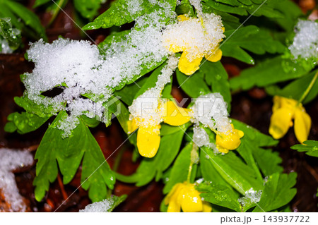Bright yellow flowers of wood anemone emerging through spring snow, fragile petals dusted with cold frost in a dramatic encounter between winter chill and the awakening of nature 143937722