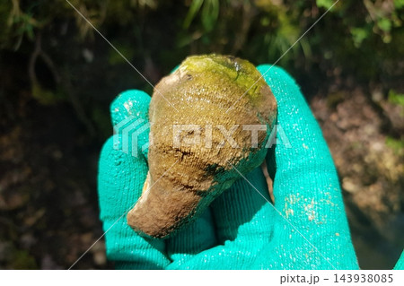 Fossil rugose coral specimen, a limestone relic with algae growth, held carefully in a bright glove near a stream in spring 143938085