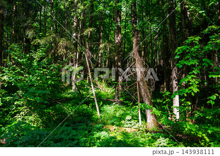 Lush summer forest filled with dense green foliage, tall ancient tree trunks, and filtered sunlight illuminating the wild undergrowth of a peaceful woodland wilderness landscape Lush summer forest filled with dense green foliage, tall ancient tree trunks, and filtered sunlight illuminating the wild undergrowth of a peaceful woodland wilderness landscape 143938111