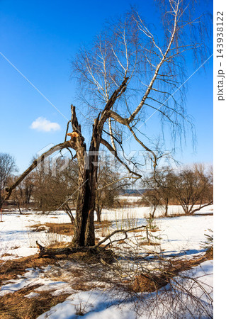 A stark, broken birch tree stands sentinel against a brilliant blue sky in the melting snow of early spring A stark, broken birch tree stands sentinel against a brilliant blue sky in the melting snow of early spring 143938122