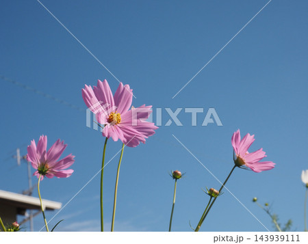 青空とピンクの花のコスモス(秋の日差しの中の秋桜) 青空とピンクの花のコスモス(秋の日差しの中の秋桜) 143939111